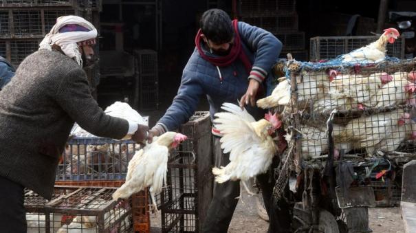 bird flu in spreading in jharkhand