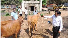 sprinkle-water-to-the-cows-in-puducherry