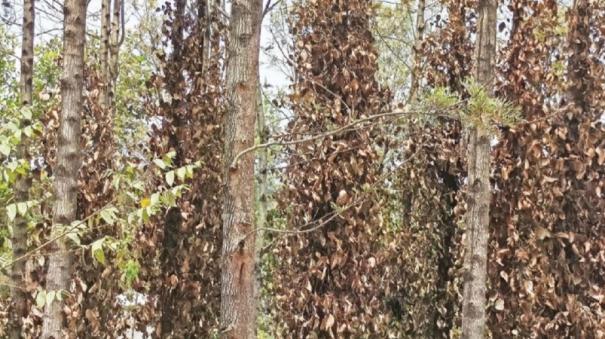 Pepper and Coffee Plants Scorched by Drought - Vathalmalai Farmers Suffer