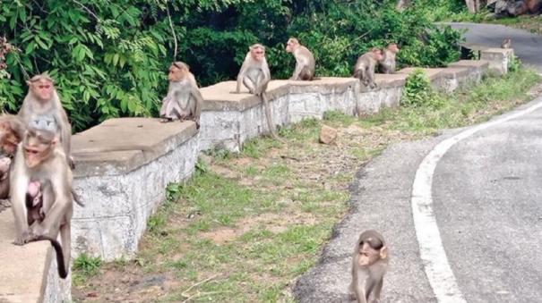Monkeys who have Come Out of the Anchetty Forest and made the Roadside their Habitat!