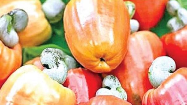 Fall on Price of Cashews on Kanyakumari: Farmers are Suffering because they are Selling it at Rs.100 Per KG
