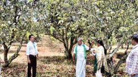 survey-of-mango-trees-affected-by-lack-of-rain-on-krishnagiri-started