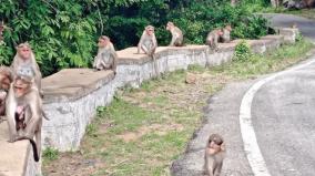 monkeys-who-have-come-out-of-the-anchetty-forest-and-made-the-roadside-their-habitat