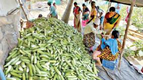 farmers-showing-interest-on-cucumber-cultivation-on-veppanapalli-area