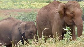 42-release-of-draft-report-on-elephant-route