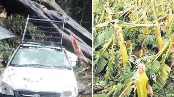 Thunder, Lightning on Nilgiris - 20,000 Banana Trees Damaged on Mettupalayam
