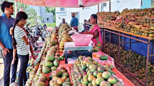 Krishnagiri, the 'Hands On' Mango Trade Through Road Side Stalls