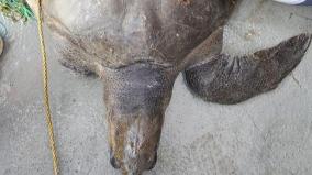 chinnamanai-fishermen-released-50-kg-sea-turtle-caught-on-net-back-into-sea
