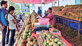 krishnagiri-the-hands-on-mango-trade-through-road-side-stalls
