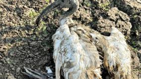 white-glossy-ibis-with-broken-legs-rescue-mettur