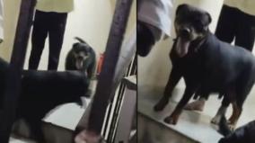girl-critically-injured-after-being-bitten-by-pet-dog-in-chennai-three-arrested