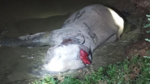 Elephant killed in train collision