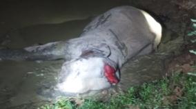 elephant-killed-in-train-collision