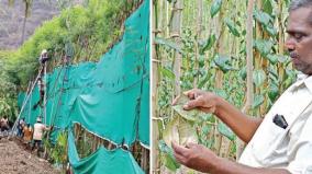 betel-leaf-stalks-are-subject-to-multi-pronged-attacks-like-drought-rain-wind-and-disease-dharmapuri