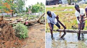 rainfall-on-krishnagiri-one-person-dead-when-a-tree-fell-near-the-denkanikottai