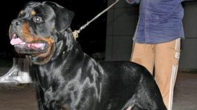 ban-on-import-and-breeding-of-23-types-of-dog-breeds-tamil-nadu-govt