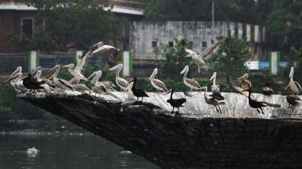 Anbumanis request to declare the East Coast Road area as a protected bird habitat