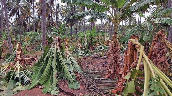 1 lakh banana trees damaged in pollachi