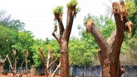 14-trees-revived-on-trichy-govt-law-college-campus