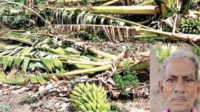 rain-with-gale-force-winds-damage-to-banana-trees-on-surrounding-areas-of-virudhunagar