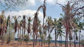 coconut-trees-scorched-by-severe-drought