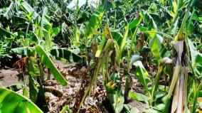 5000-banana-trees-were-damaged-in-madurai-due-to-rains