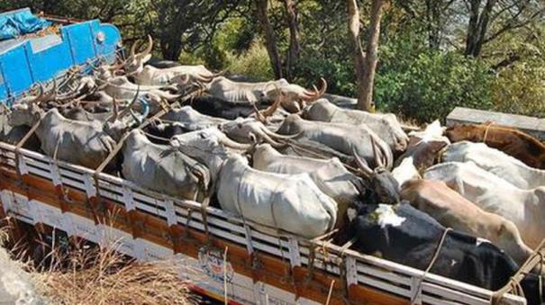 A case seeking to prevent the transportation of cows to neighboring states