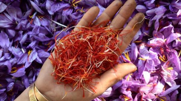 Indian saffron Kesar selling at Rs 4.95 lakh a kg in retail