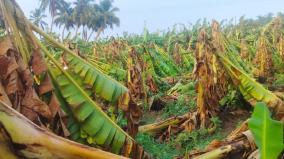 31-hectare-banana-plantation-damage-due-to-heavy-rain-and-wind-on-arur-division