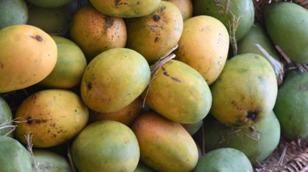 The Food Safety Department has seized 300 kg of artificially ripened and rotten fruits in Madurai