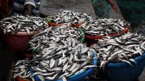 price-of-fish-has-gone-up-after-a-month-of-catching-ban