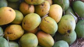 the-food-safety-department-has-seized-300-kg-of-artificially-ripened-and-rotten-fruits-in-madurai