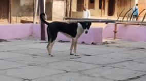 dog-kalu-s-death-leaves-entire-village-in-madhya-pradesh-heartbroken-villagers-perform-rituals