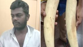 elephant-tusk-seized-near-rajapalayam-man-arrested-for-smuggling