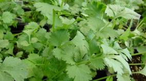 mom-of-user-asked-free-coriander-blinkit-ceo-reply