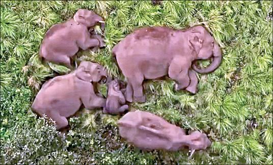 elephants taking rest in anamalai tiger reserve