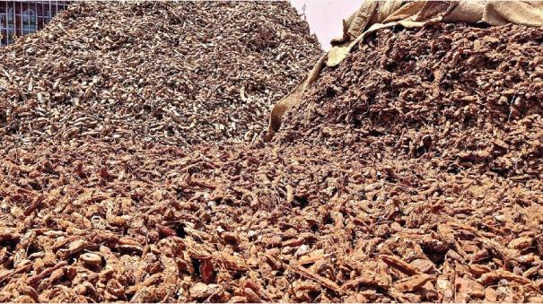 Drought affects the yield of urigam Tamarind