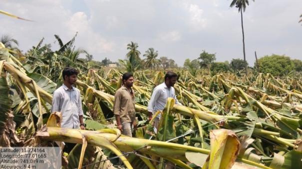 due to rain 3 lakh banana trees damaged in a week in Erode