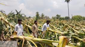 due-to-rain-3-lakh-banana-trees-damaged-in-a-week-in-erode