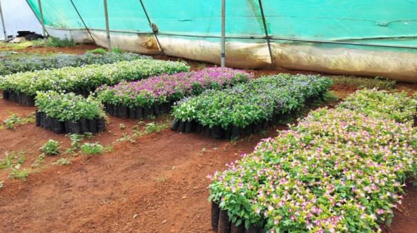 Yercaud Summer Festival Flower Show will be held for 5 days starting from May 22