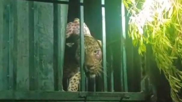 The forest department caught a leopard that had entered the in Nellai district.