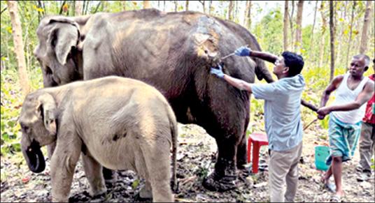Anant Ambani Vantara lauded for timely rescue of ailing elephants in Tripura