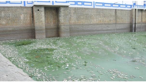 7 tons of dead fish floating in Krishnagiri dam