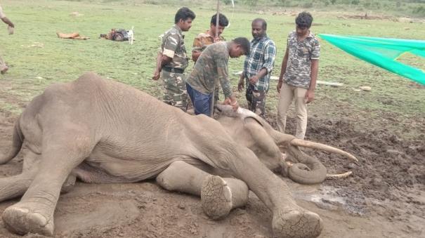 elephant died in sathyamangalam