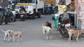 2000-dogs-licensed-for-the-first-time-in-chennai-corporation-3000-applications-considered