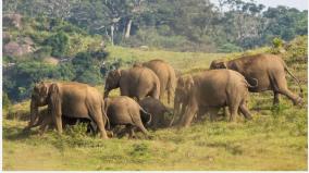 elephant-census-in-western-ghats