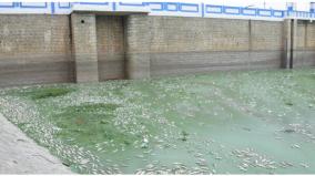 7-tons-of-dead-fish-floating-in-krishnagiri-dam
