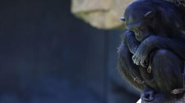 chimpanzee carrying her dead baby cub with its body