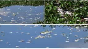 dead-fish-floating-in-nanjarayankulam-tirupur-officials-inspects