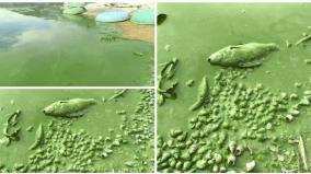 krishnagiri-dam-water-unfit-for-fish-shocking-news-of-study-sparks-panic